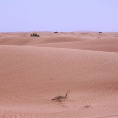 Desertrose