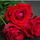 Rosecat85