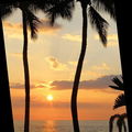 TeainHawaii