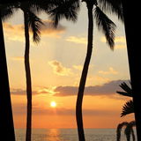 TeainHawaii