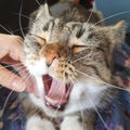 FluffyScent