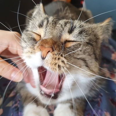 FluffyScent