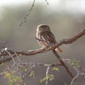 Madikwe