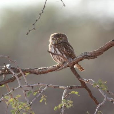 Madikwe