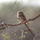 Madikwe