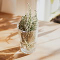 GingerNThyme