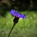 Andrula
