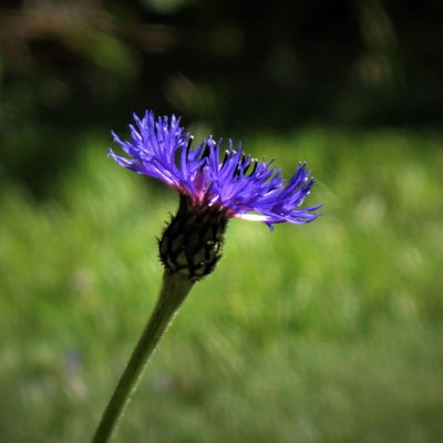 Andrula