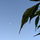 Lossless00