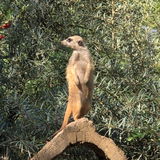 Davut