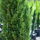 1Cypressrose