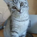 Uennikatze