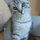 Uennikatze