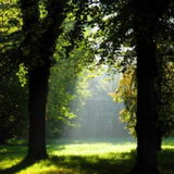 Waldlichtung