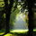 Waldlichtung