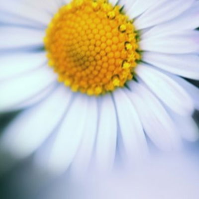 Jolien