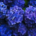 BlueSapphire