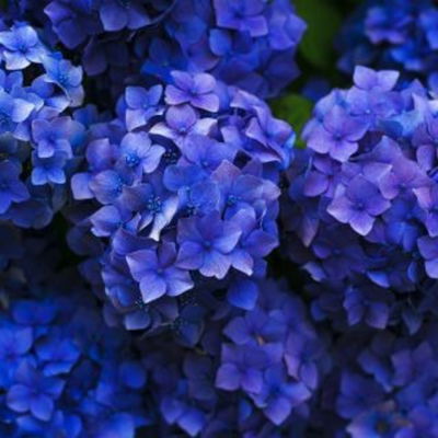 BlueSapphire