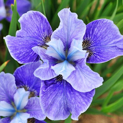 ChrisFlower