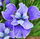 ChrisFlower