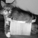 Mimi