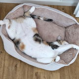 NurPixie
