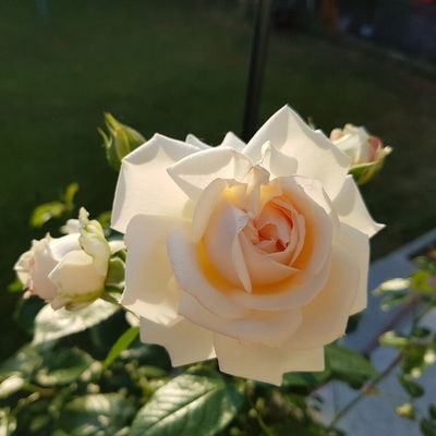 Anja3112