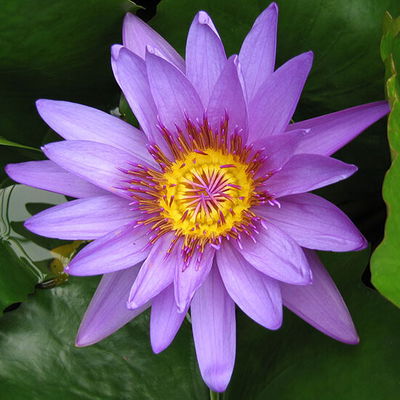Rupansai