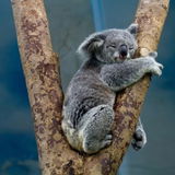 Koalabear