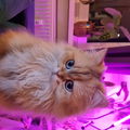 Lilau