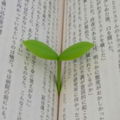 BaronPlant