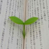 BaronPlant