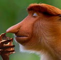 Skiefyi