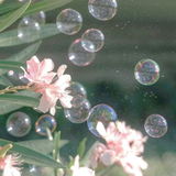 MergScents