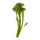 tenderstems