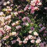 Belissima