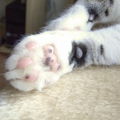 Heffele