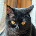 LukasHA