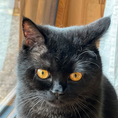LukasHA
