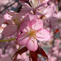 VanillaBee