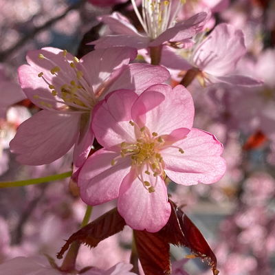 VanillaBee