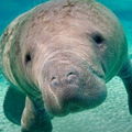 Manatee