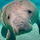 Manatee