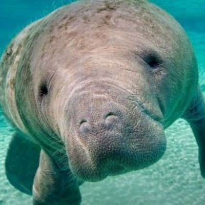 Manatee