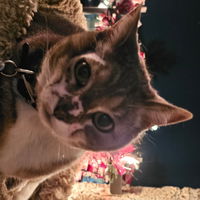 AwhShucks