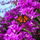 Scentseeker9