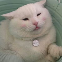 Cat1