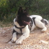 Akita