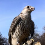Falke