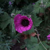 narecami